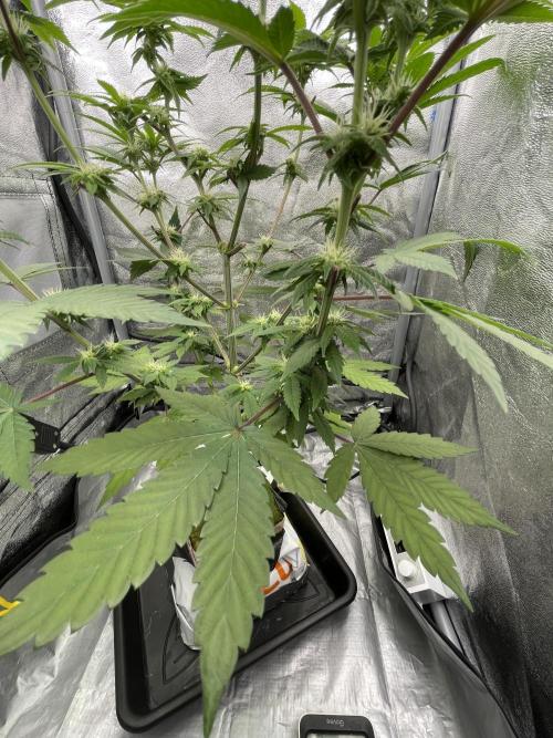 Purple Queen RQS indoor. Week 8