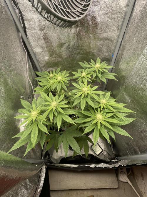 Purple Queen RQS indoor. Week 8