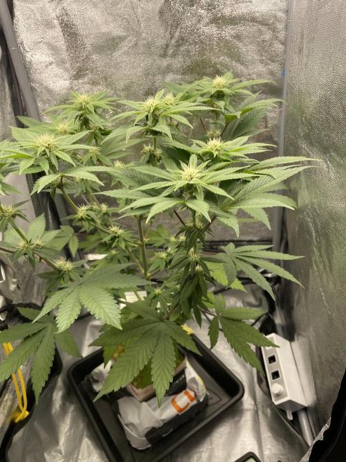 Purple Queen RQS indoor. Week 8