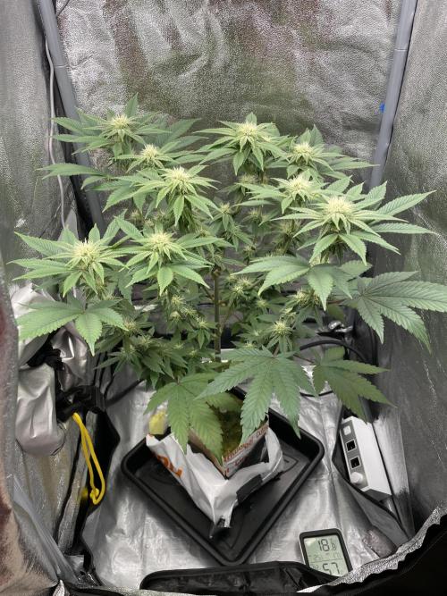 Purple Queen RQS indoor. Week 9