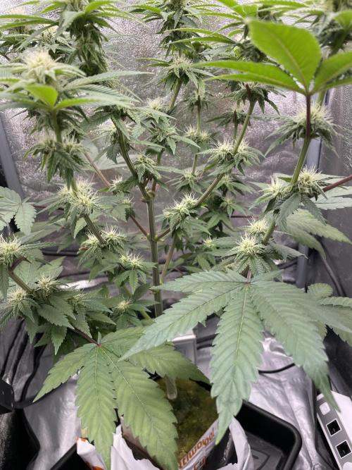 Purple Queen RQS indoor. Week 9