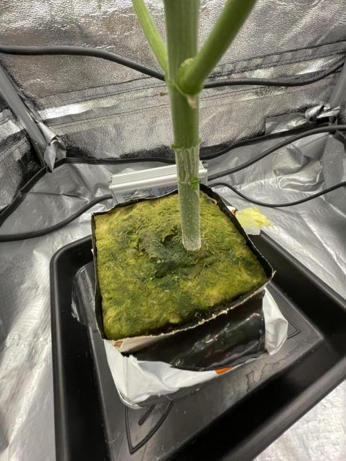 Purple Queen RQS indoor. Week 9