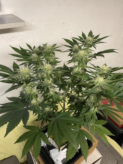 Purple Queen RQS indoor. Week 9