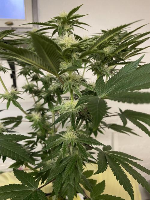 Purple Queen RQS indoor. Week 9