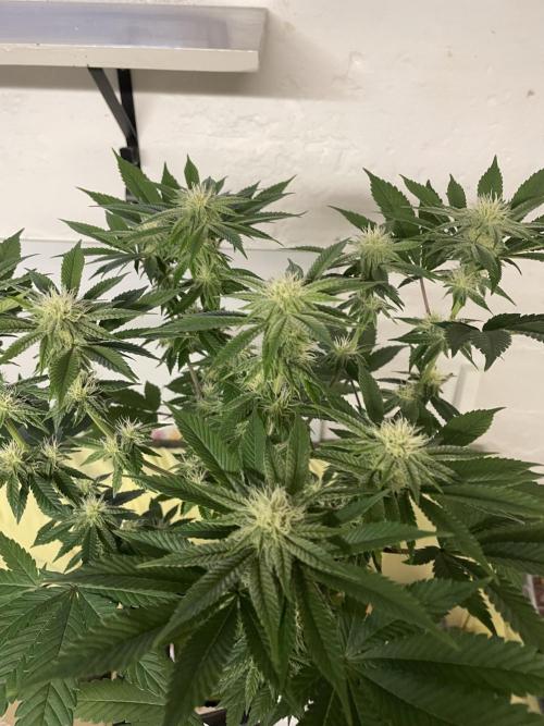 Purple Queen RQS indoor. Week 9