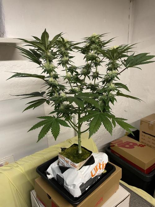 Purple Queen RQS indoor. Week 9