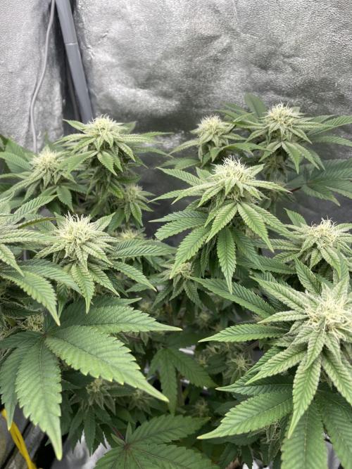 Purple Queen RQS indoor. Week 10