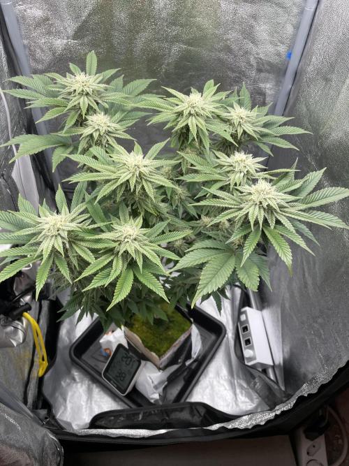 Purple Queen RQS indoor. Week 10