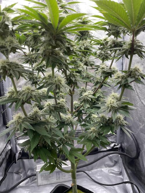 Purple Queen RQS indoor. Week 10