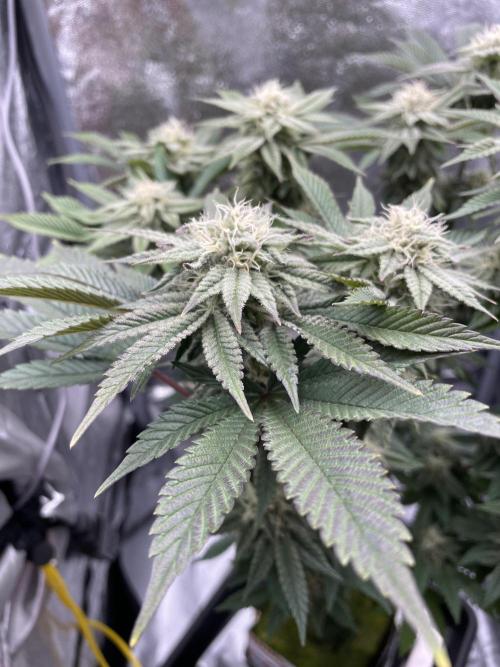 Purple Queen RQS indoor. Week 11