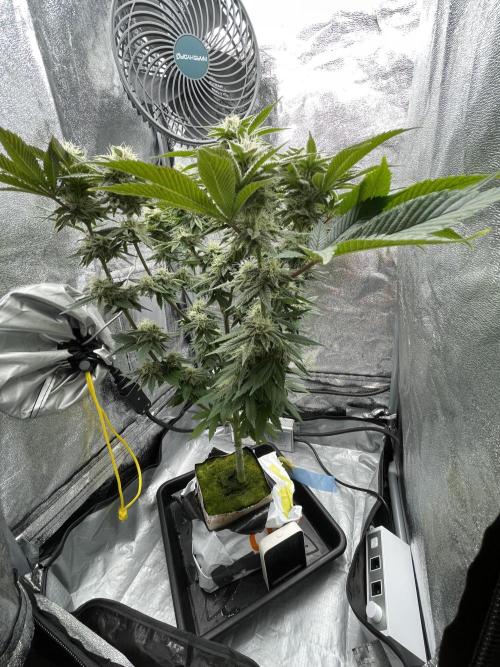 Purple Queen RQS indoor. Week 11