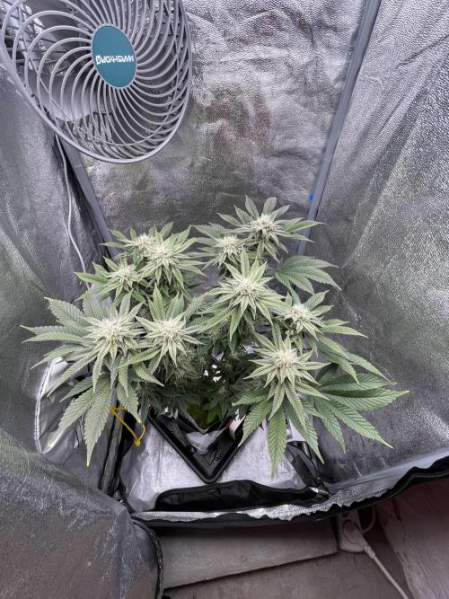 Purple Queen RQS indoor. Week 11