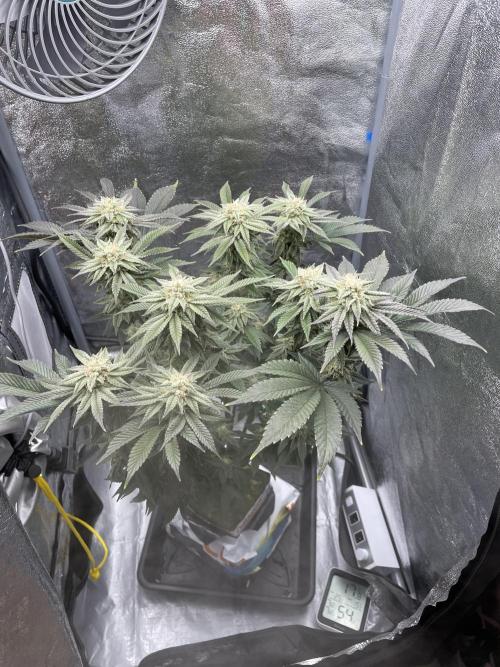 Purple Queen RQS indoor. Week 12