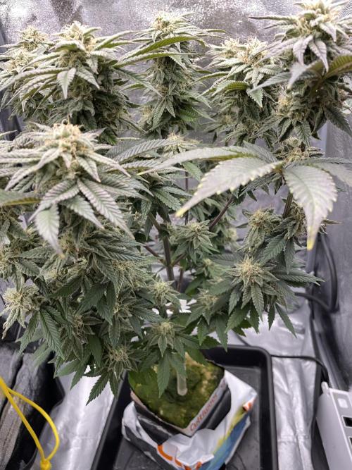 Purple Queen RQS indoor. Week 12