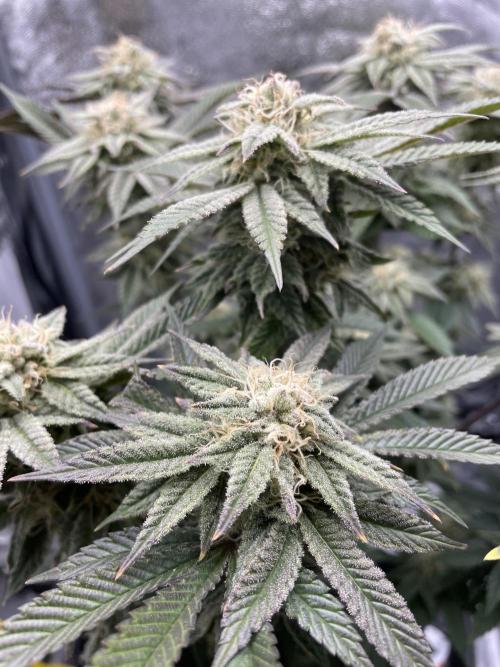 Purple Queen RQS indoor. Week 12