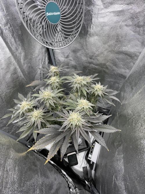 Purple Queen RQS indoor. Week 12