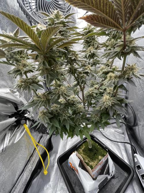 Purple Queen RQS indoor. Week 13