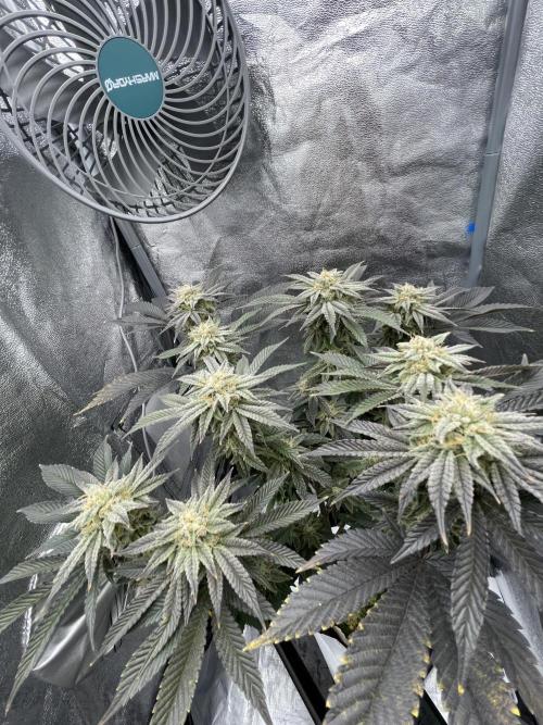 Purple Queen RQS indoor. Week 13