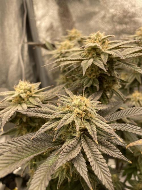 Purple Queen RQS indoor. Week 13