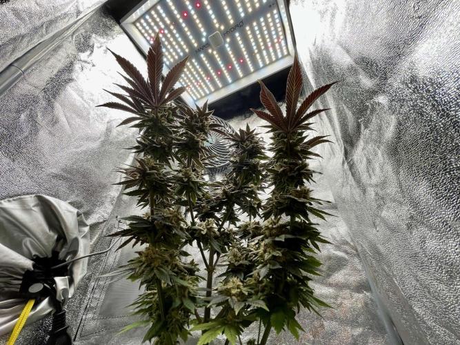 Purple Queen RQS indoor. Week 14