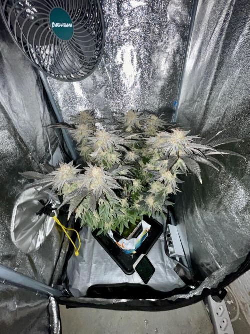 Purple Queen RQS indoor. Week 14