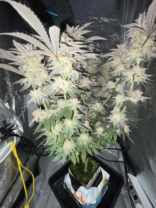 Purple Queen RQS indoor. Week 14