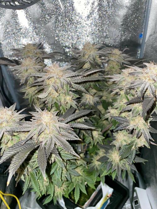 Purple Queen RQS indoor. Week 14