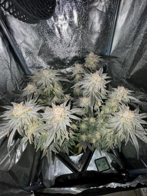 Purple Queen RQS indoor. Week 14