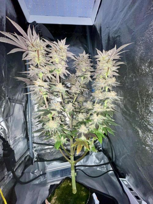 Purple Queen RQS indoor. Week 14 - She is only about 45- 50cm tall