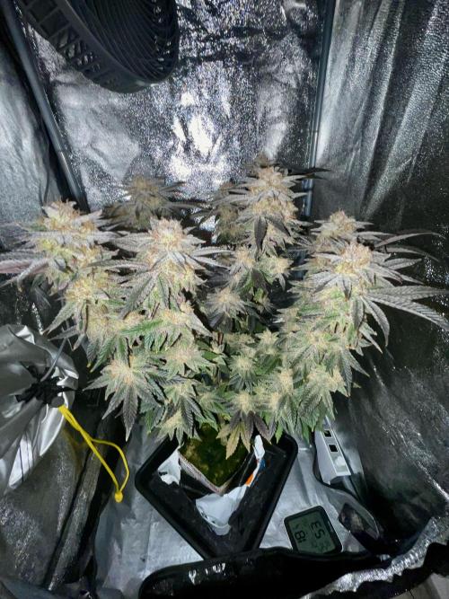 Purple Queen RQS indoor. Week 14 - Very happy the light penetrates all the way down