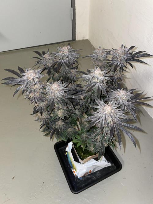 Purple Queen RQS indoor. Week 15