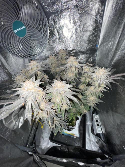 Purple Queen RQS indoor. Week 15