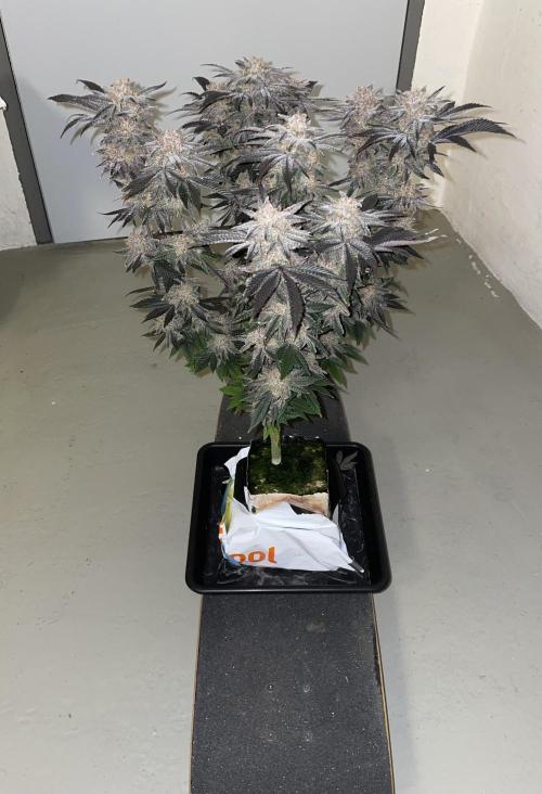 Purple Queen RQS indoor. Week 15