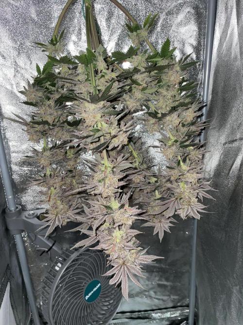 Purple Queen RQS indoor. Week 15