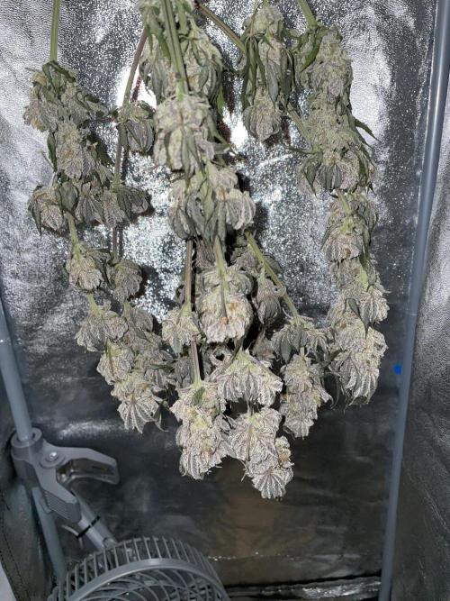 Purple Queen RQS indoor. Week 16 - Very stinky!