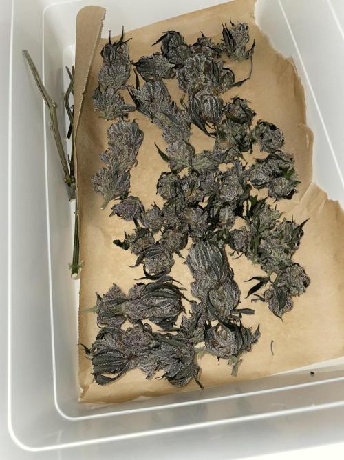 Purple Queen RQS indoor. Week 16