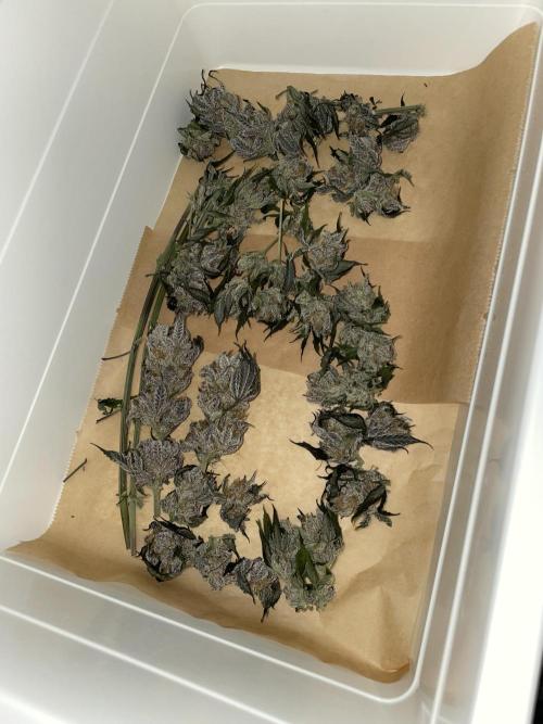 Purple Queen RQS indoor. Week 16