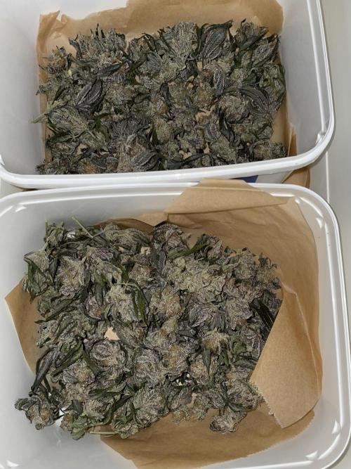 Purple Queen RQS indoor. Week 16 - Will put into jars for storage soon. 