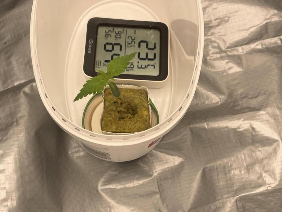 Purple Queen RQS indoor. Week 1 - Feed it with an I dropper 
