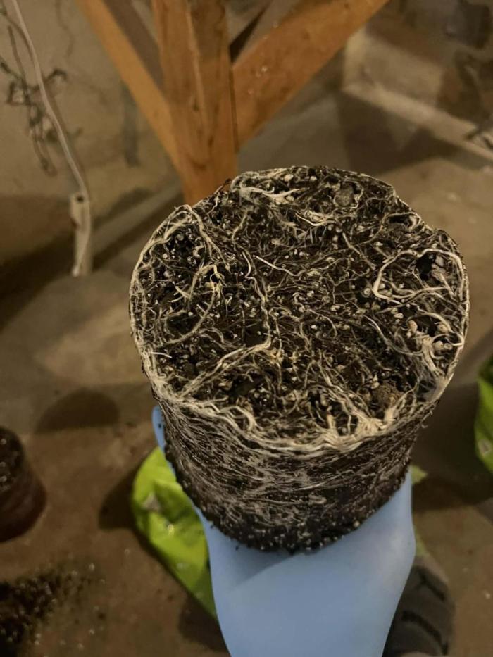 Gorilla Melon Twins. Week 3