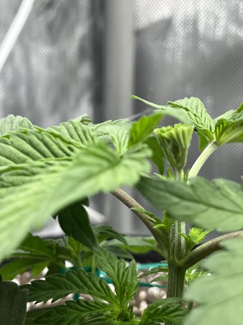 Gorilla Melon Twins. Week 4