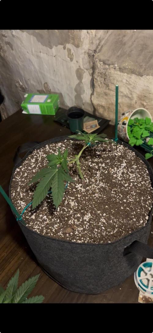 Gorilla Melon Twins. Week 4