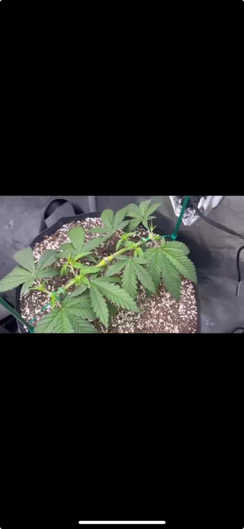 Gorilla Melon Twins. Week 6