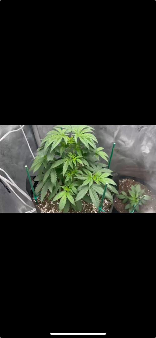 Gorilla Melon Twins. Week 6