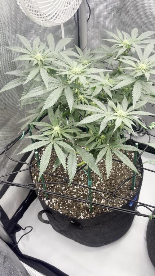 Gorilla Melon Twins