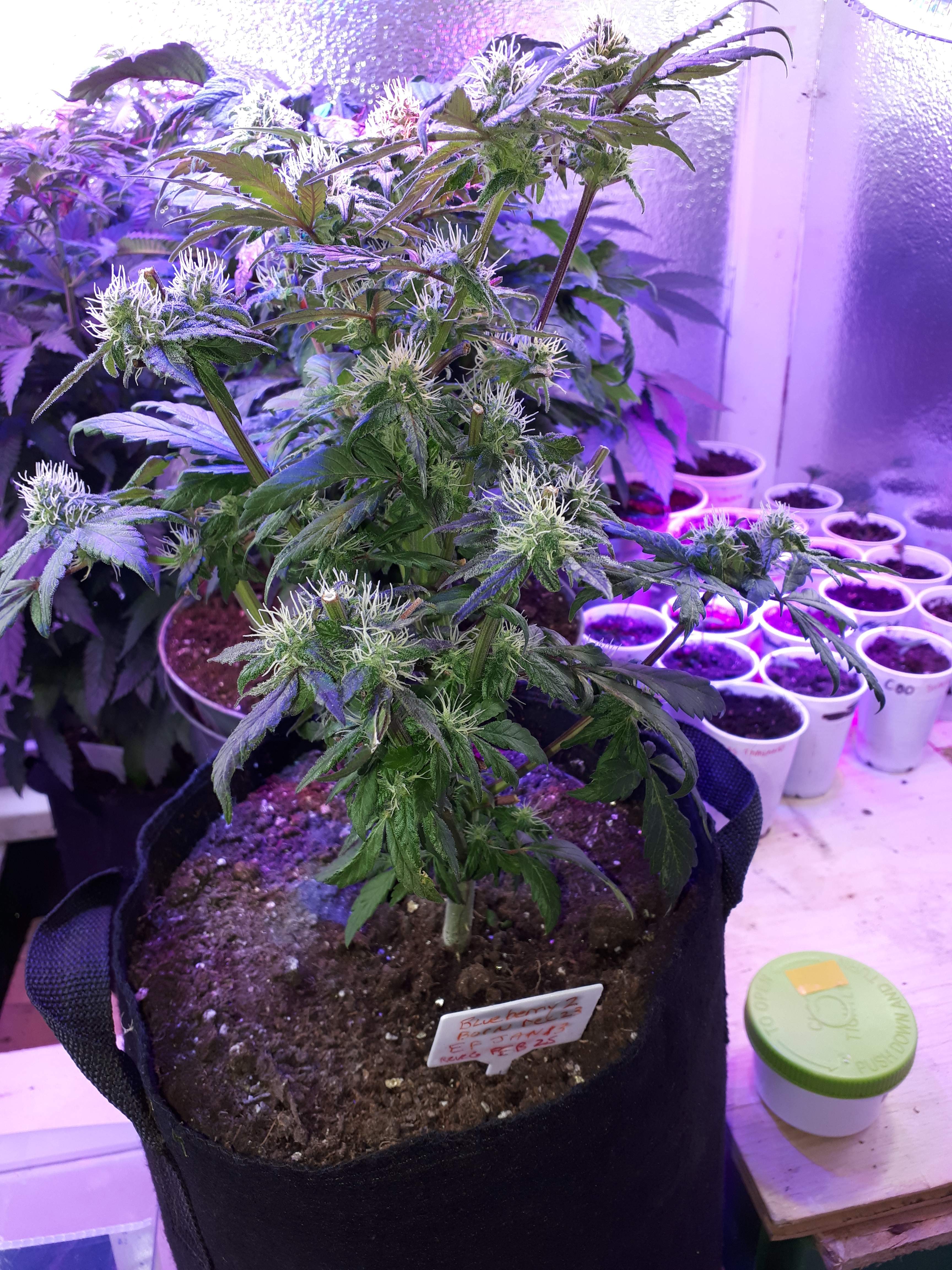 Crop King Seeds Blueberry grow diary (journal) week9 by THCVplus GrowDiaries