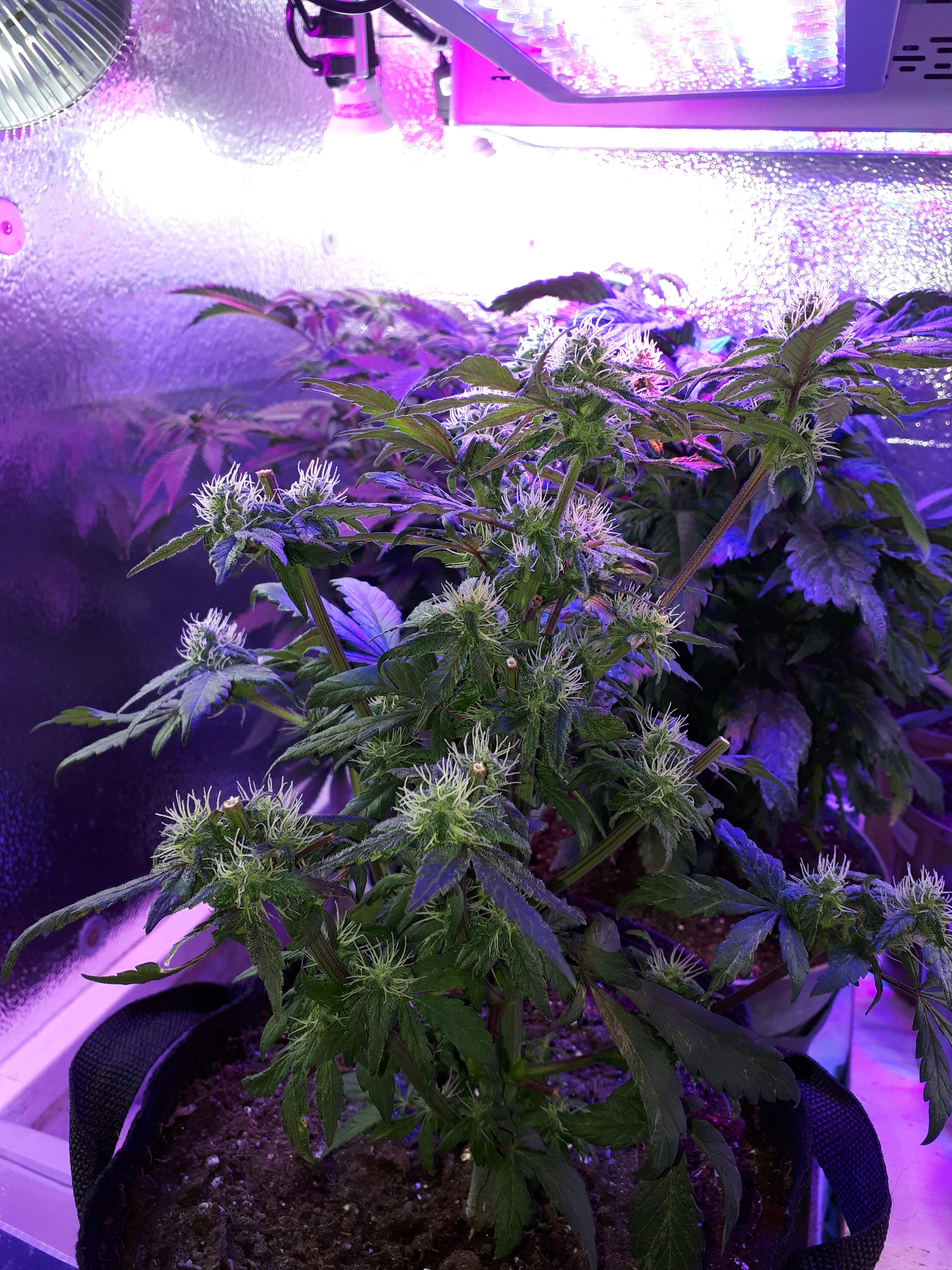 Crop King Seeds Blueberry grow diary (journal) week9 by THCVplus GrowDiaries