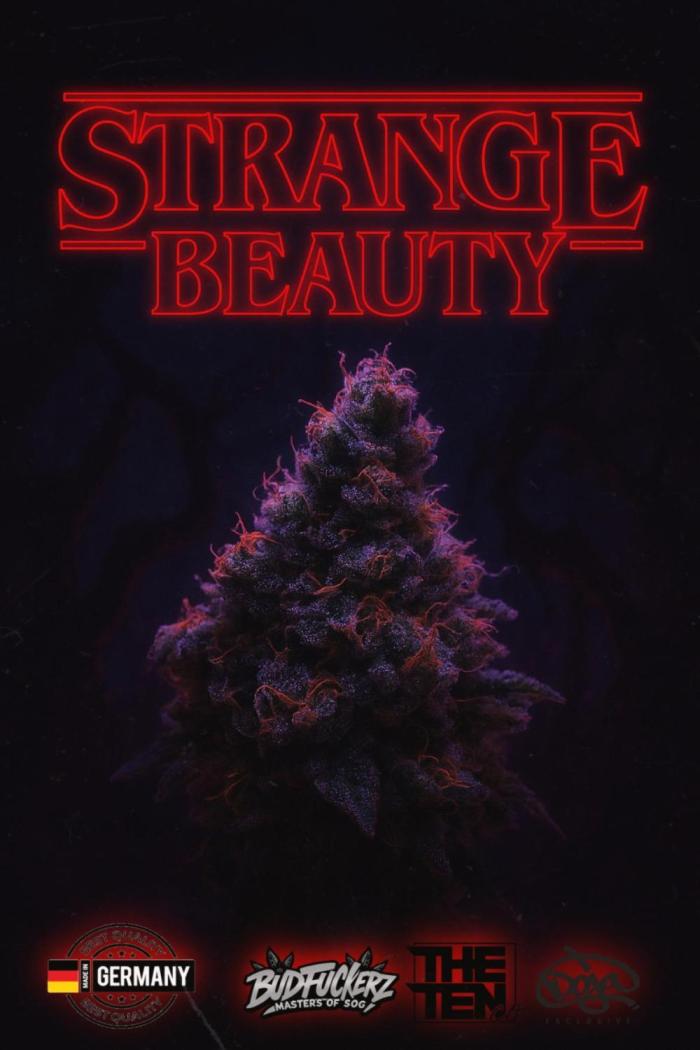 Strange Beauty (Regulär). Week 0 - Strange Beauty
Blue Zushi x OZ Kush x Koffein Candy