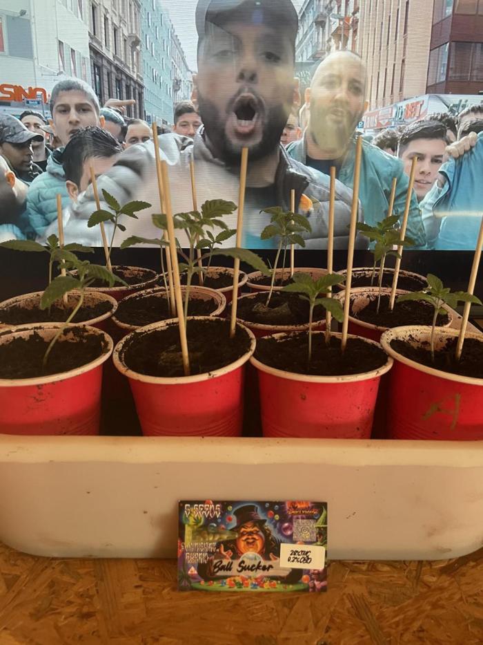 Ball Sucker. Week 1 - Week 1