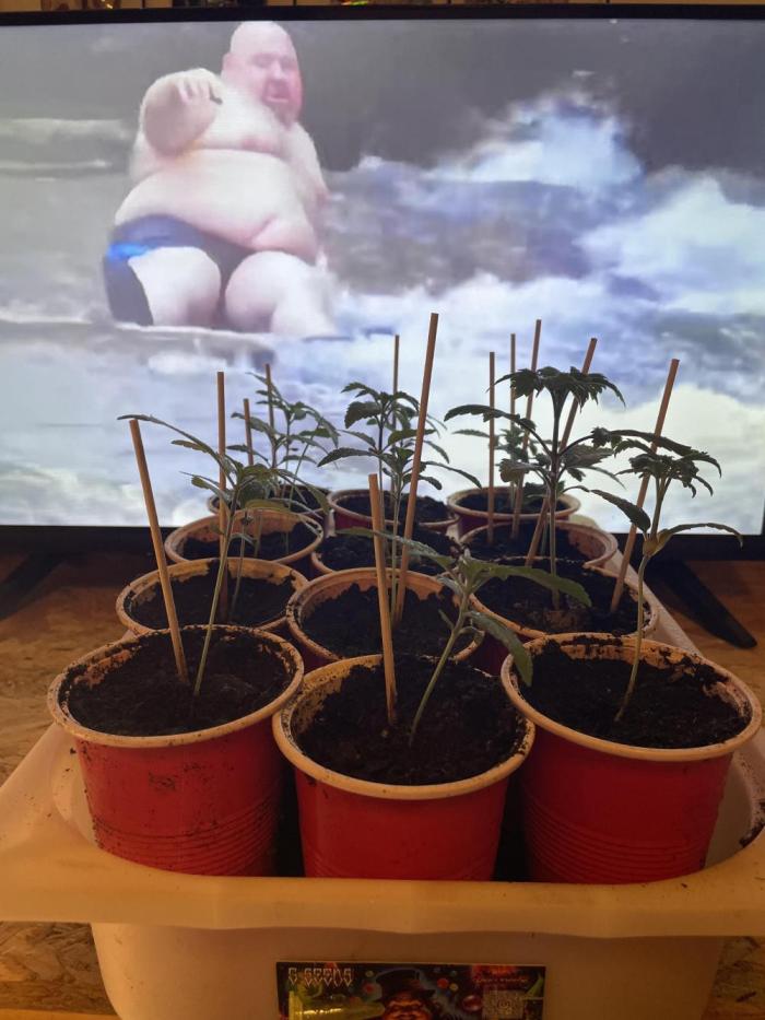 Ball Sucker. Week 2 - Top